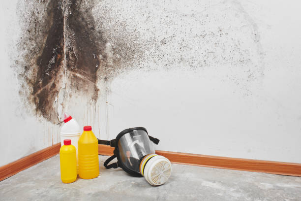 Reliable Navasota, TX Mold Removal Solutions