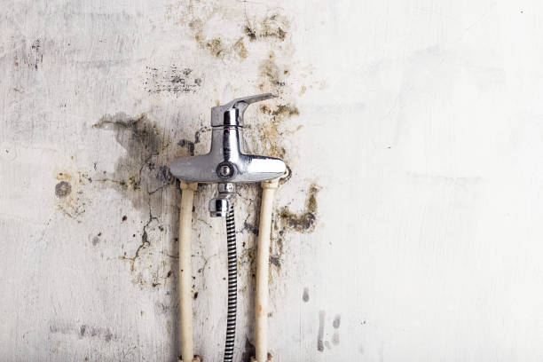 Best Mold Testing  in Navasota, TX