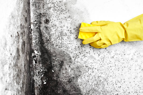 Best Professional Mold Removal  in Navasota, TX