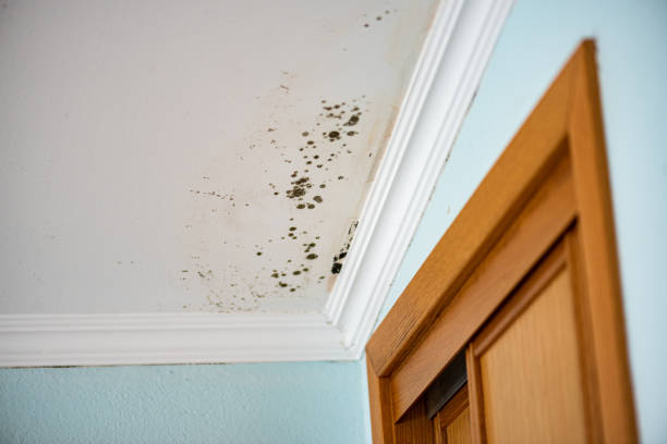 Best Crawl Space Mold Removal  in Navasota, TX