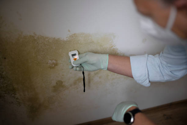 Best Affordable Mold Removal  in Navasota, TX