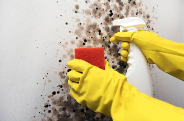 Best Home Mold Removal  in Navasota, TX