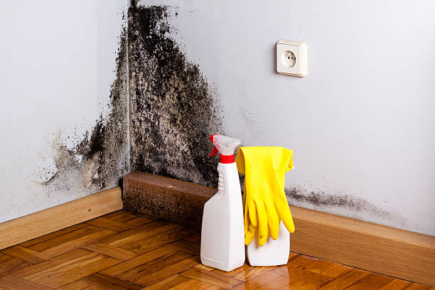 Best Mold Cleaning Services  in Navasota, TX