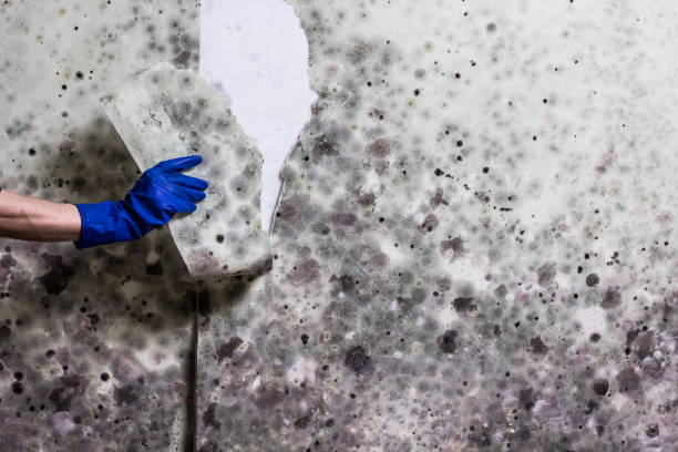 Reliable Navasota, TX Mold Removal Solutions