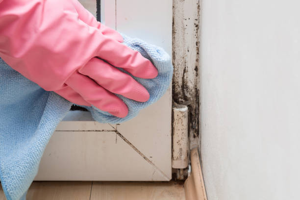 Best Mold Cleaning Services  in Navasota, TX